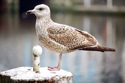 Close-up of bird perching on water