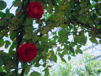 Low angle view of red flowers blooming on tree