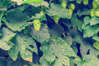 Close-up of wet leaves