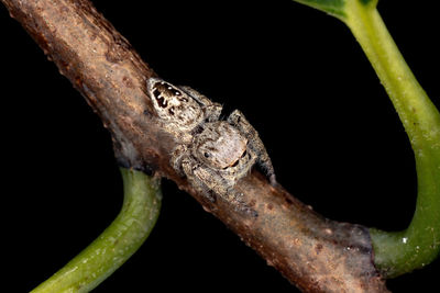 Close-up of lizard on branch against black background