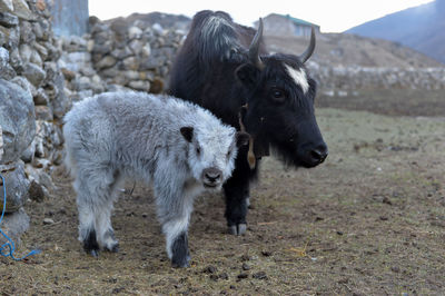 Sheep standing in a field