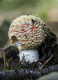 Close-up of mushroom growing on field