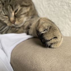 Close-up of cat sleeping at home