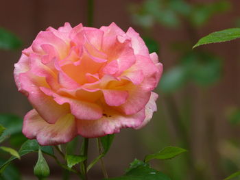 Close-up of pink rose