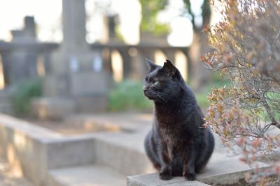 Close-up of black cat looking away while sitting on retaining wall