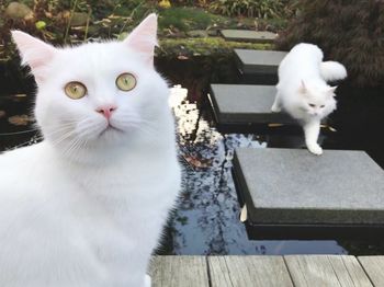 Close-up portrait of white cat sitting outdoors