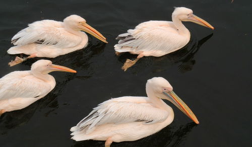 White duck in lake