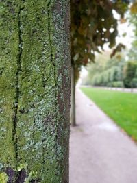 Close-up of tree trunk