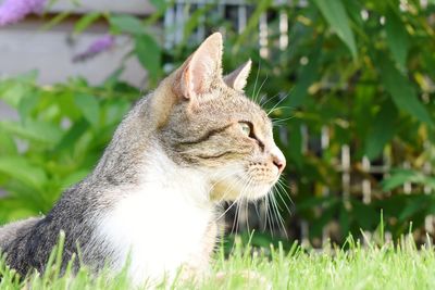 Close-up of cat on grass