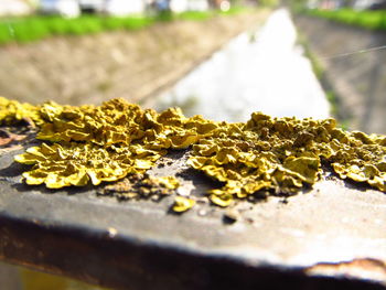 Close-up of dirt on railing next to canal