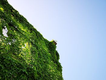 Low angle view of trees against clear sky