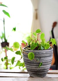 Close-up of potted plant on table