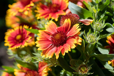 Close-up of pink flowering plants