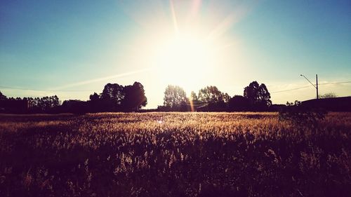 Scenic view of field against clear sky