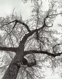 Low angle view of bare tree against sky