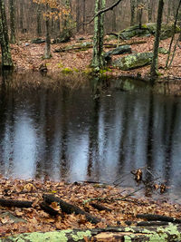 View of birds in lake