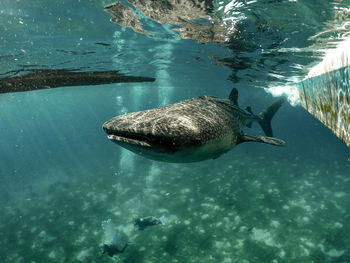 Fish swimming in sea