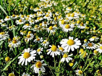 Close-up of white daisy flowers on field