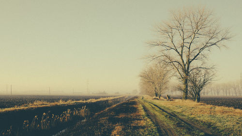 Road passing through bare trees