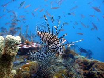 Lionfish swimming in sea