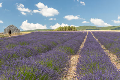 Purple flowering plants on field against sky