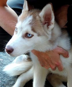 Close-up of dog on hand