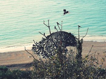 View of birds on beach