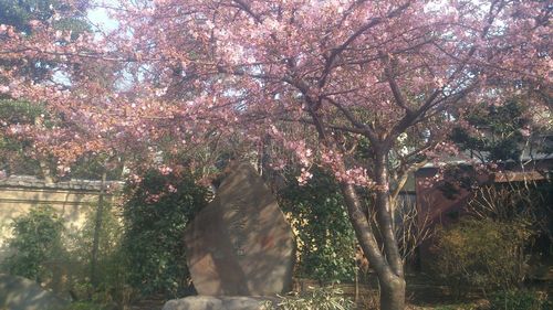 View of cherry blossom from tree