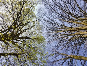 Low angle view of trees against sky