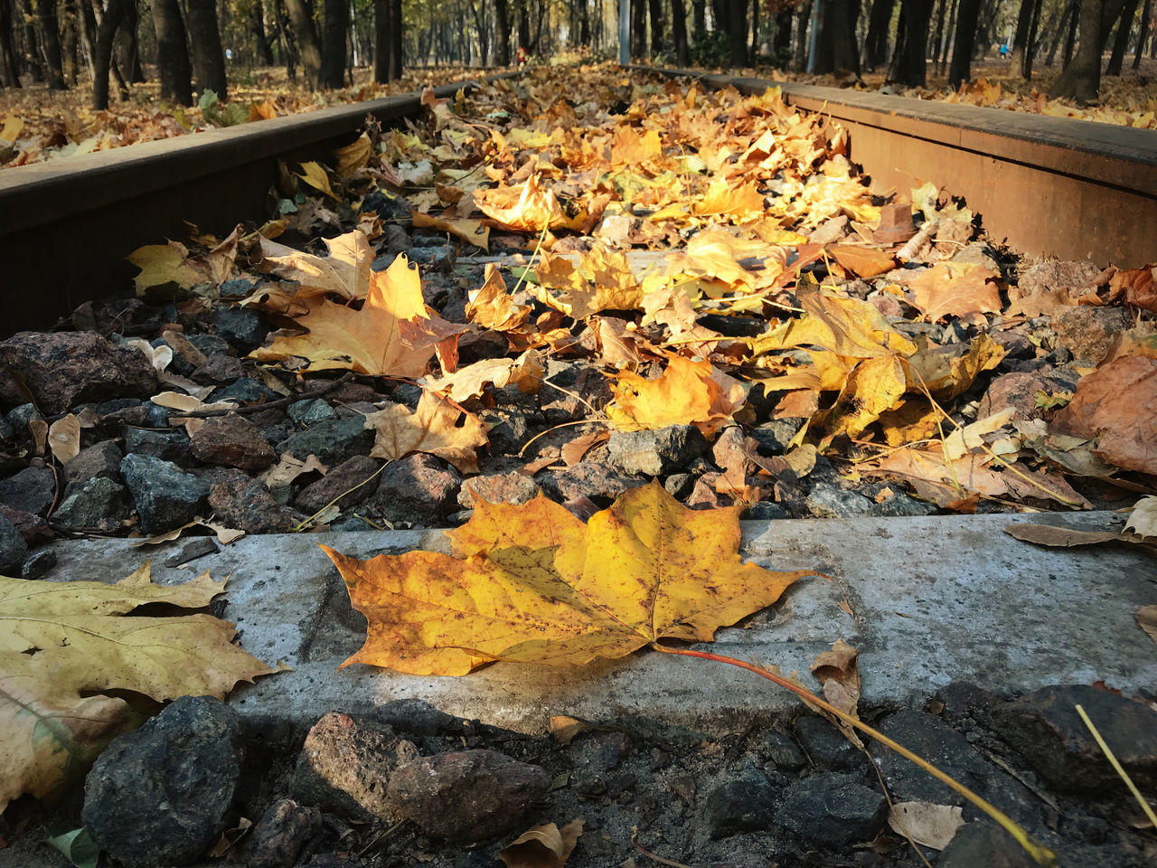 AUTUMN LEAVES ON RAILROAD TRACK