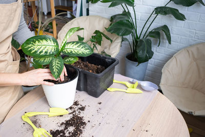 High angle view of potted plant