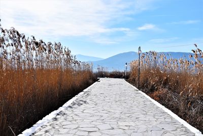 Footpath amidst plants against sky during winter
