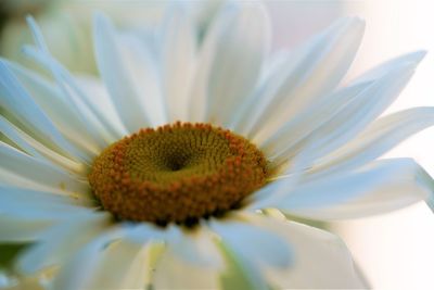 Close-up of white flower