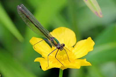 Close-up of insect pollinating on yellow flower