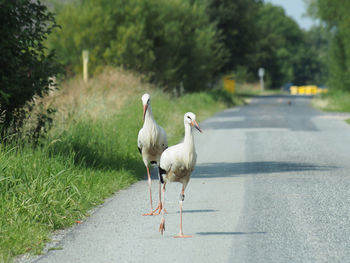 View of ducks walking on road