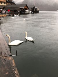 View of swans swimming in lake