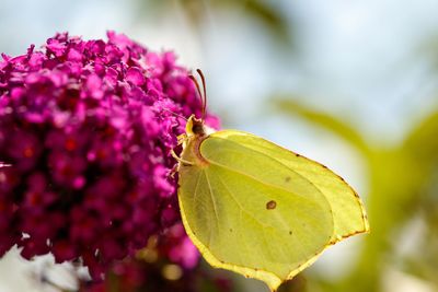 Close-up of butterfly pollinating on purple flower