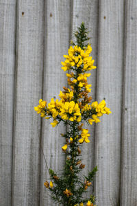 Close-up of yellow flowering plant against wooden wall