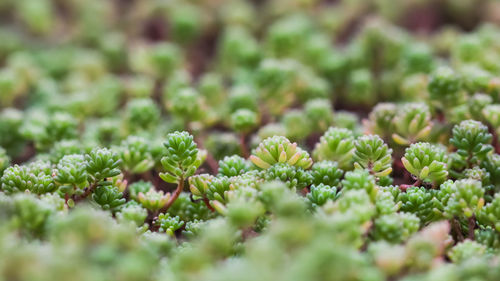 Full frame shot of plants