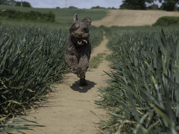 Dog running on field