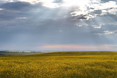 Scenic view of field against sky