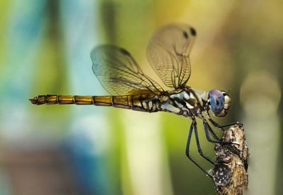Close-up of dragonfly on twig