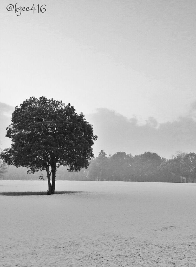 tree, winter, snow, cold temperature, tranquility, tranquil scene, weather, sky, scenics, landscape, season, nature, beauty in nature, field, day, covering, non-urban scene, outdoors, white color, copy space
