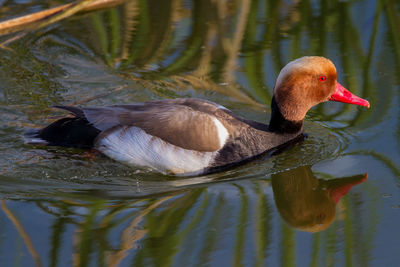 Duck swimming in lake