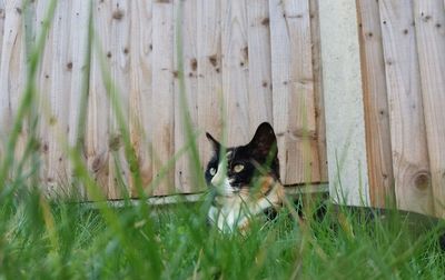 Portrait of cat on grass