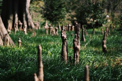 Close-up of trees growing in field