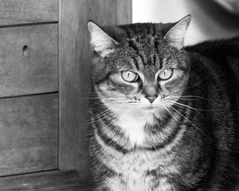 Close-up portrait of cat
