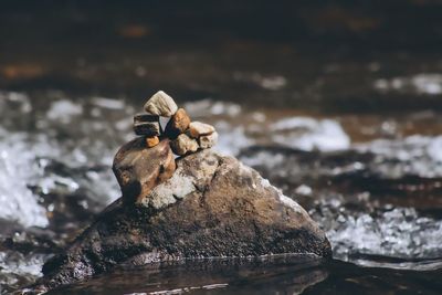 Close-up of lizard on rock