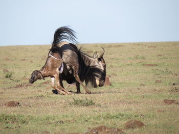 Horses in a field