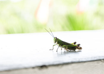 Close-up of grasshopper on retaining wall